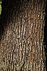 Sorbus domestica True Service Tree