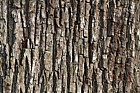 Sorbus domestica form pyrifera Service Tree