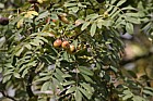 Sorbus domestica at Kew labelled as var maliformis but may in fact be pyriformis.  Out of 4 mature trees at Kew none seem to be var maliformis as they do not have the apple like fruit.