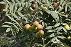 Sorbus domestica form pyriformis Service Tree