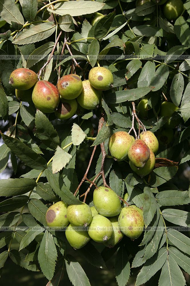 Sorbus domestica form pyriformis Service Tree