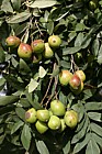 Sorbus domestica form pyriformis Service Tree