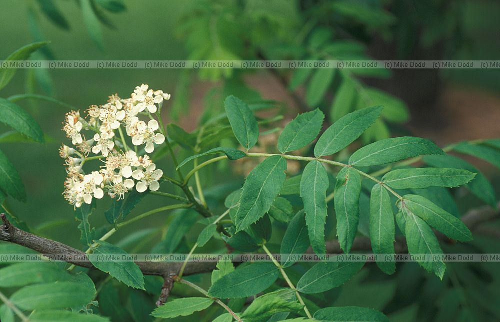 Sorbus domestica pyriformis Service tree