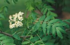 Sorbus domestica pyriformis Service tree