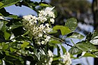 Sorbus eminens Round-leaved whitebeam