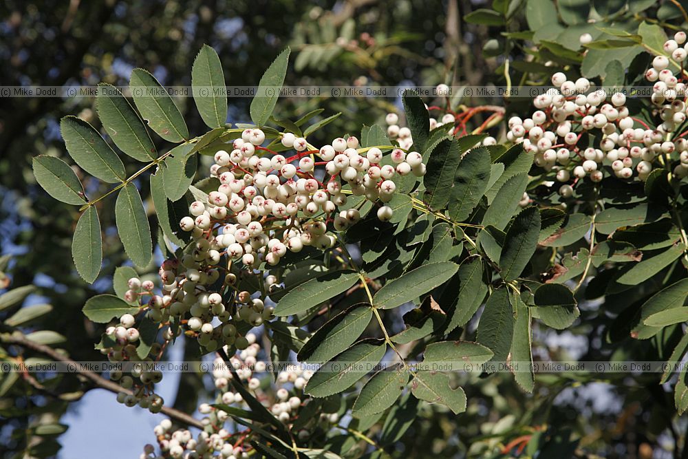 Sorbus glabrescens Hubei Rowan