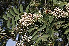 Sorbus glabrescens Hubei Rowan