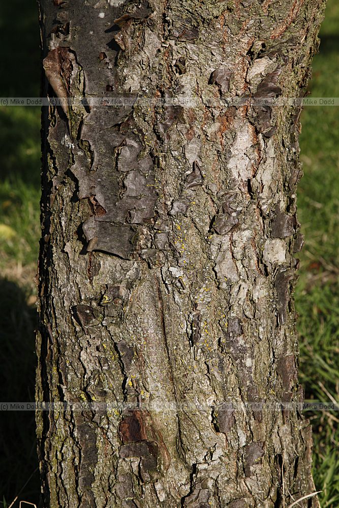 Sorbus glabrescens Hubei Rowan