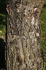 Sorbus glabrescens Hubei Rowan