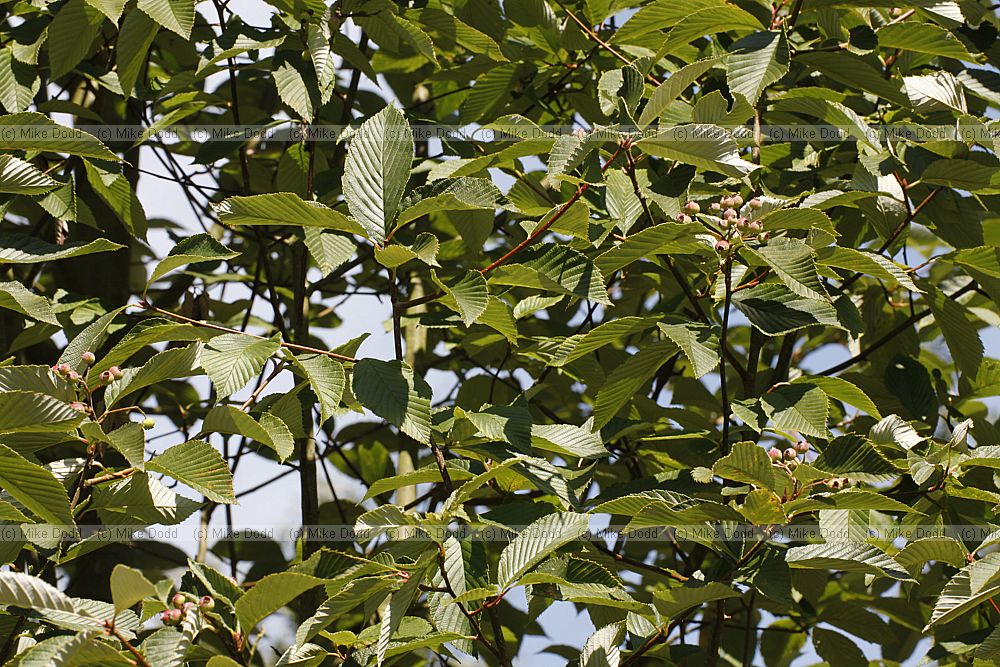 Sorbus hemsleyi