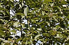 Sorbus hemsleyi