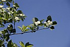 Sorbus hibernica Irish Whitebeam