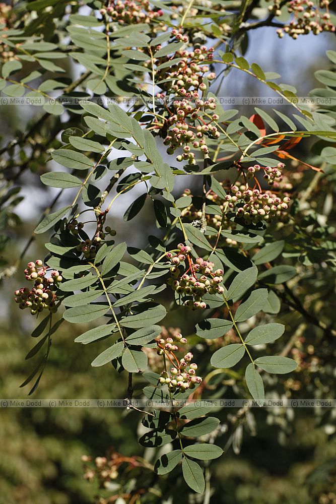 Sorbus huphensis Chinese Mountain Ash