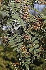 Sorbus huphensis Chinese Mountain Ash