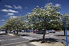 Sorbus intermedia Swedish Whitebeam