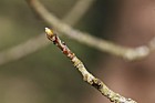 Sorbus intermedia