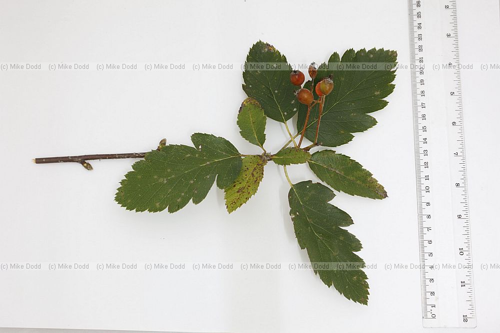 Sorbus intermedia Swedish Whitebeam (?)