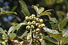 Sorbus lancastriensis