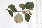 Sorbus latifolia Service Tree of Fontainebleau