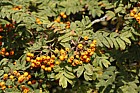Sorbus maderensis Madeira Mountain Ash