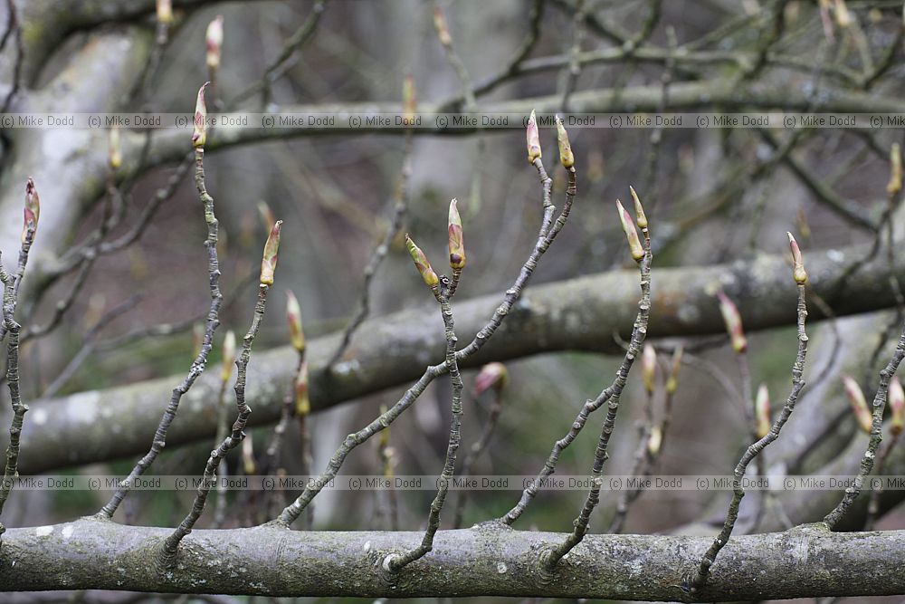 Sorbus megalocarpa
