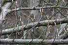 Sorbus megalocarpa