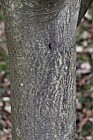 Sorbus megalocarpa