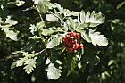 Sorbus meinichii