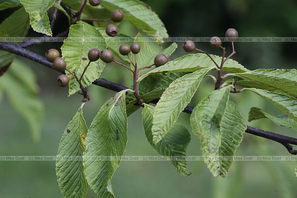 Sorbus meliosmifolia