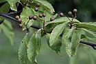 Sorbus meliosmifolia