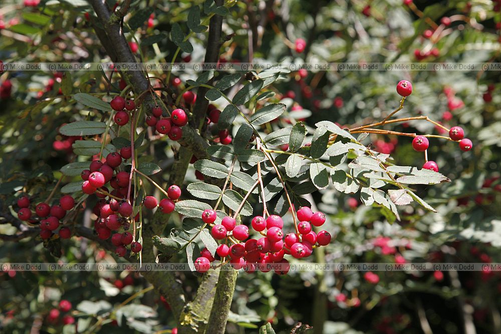Sorbus monbeigii