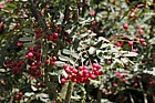 Sorbus monbeigii