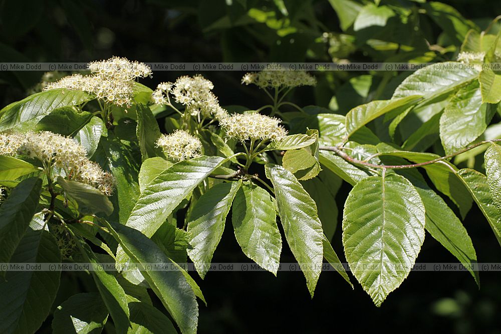 Sorbus pallescens Whitebeam