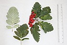Sorbus sp