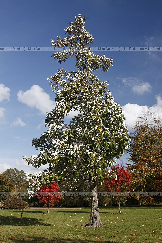 Sorbus thibetica