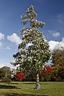 Sorbus thibetica