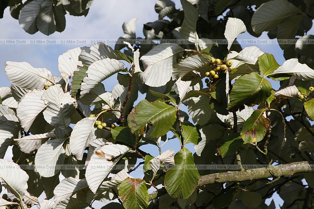 Sorbus thibetica