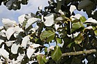 Sorbus thibetica