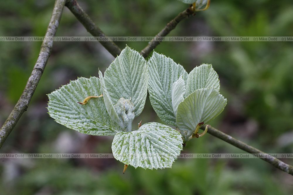 Sorbus thibetica 'John Mitchell' Tibetan whitebeam 'John Mitchell'