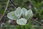 Sorbus thibetica 'John Mitchell' Tibetan whitebeam 'John Mitchell'