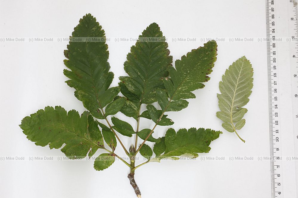 Sorbus thuringiaca 'Fastigiata' Bastard Service
