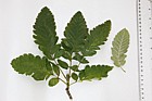 Sorbus thuringiaca 'Fastigiata' Bastard Service