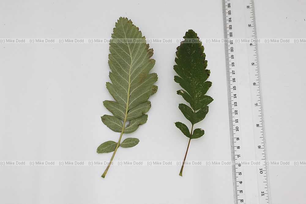Sorbus thuringiaca 'Fastigiata' Bastard Service