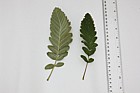 Sorbus thuringiaca 'Fastigiata' Bastard Service