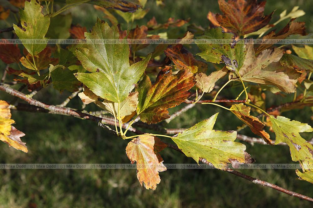 Sorbus torminalis Wild Service Tree
