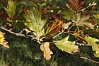 Sorbus torminalis Wild Service Tree