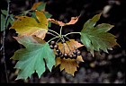 Sorbus torminalis Wild Service tree