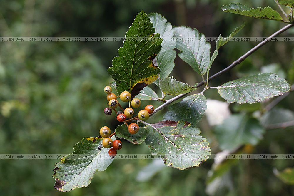 Sorbus wardii