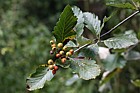 Sorbus wardii