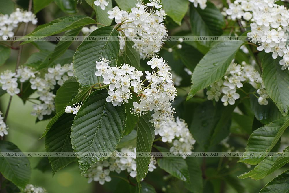 Sorbus yuana